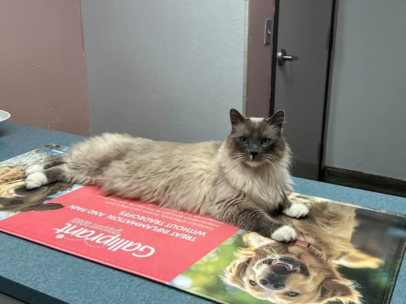 Lost Cat — We’re still missing our cat