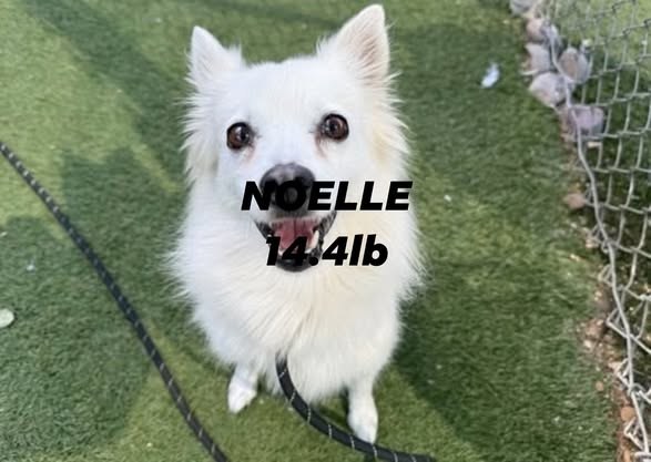 Lost Dog in Phoenix, Arizona — We Don't Have Enough Rescues To Save The Dogs,🥲 🚩Their Best Chance To Live Is To Find The Owners… — additional photo 4