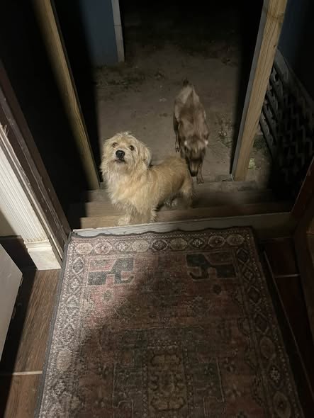 lost pet in
