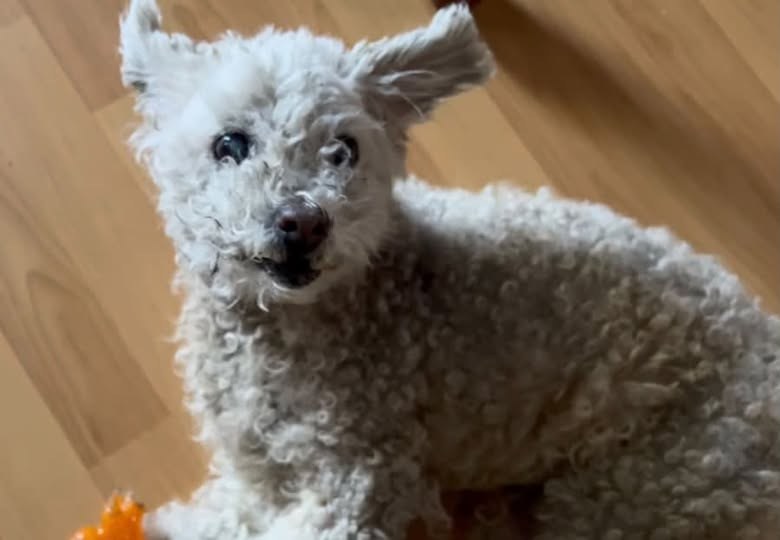Lost Dog — South Gate missing poodle, contact owner