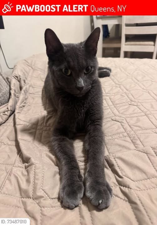 lost cat in Queens, New York