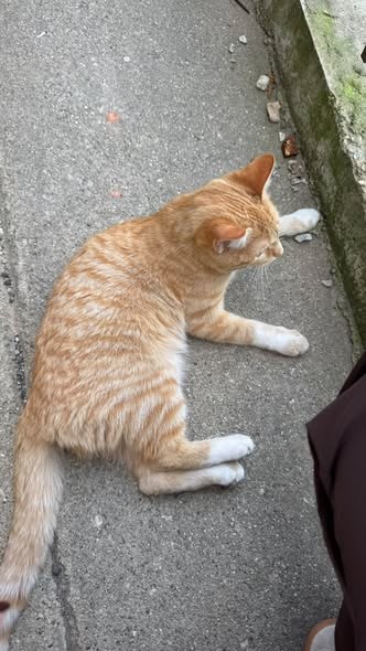 Found Cat — Not chipped but not sure if it’s a neighborhood stray or someone’s pet — additional photo 2