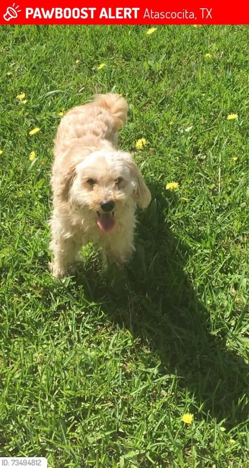 lost dog in Atascocita, Texas