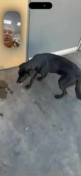 Found Dog — listing photo