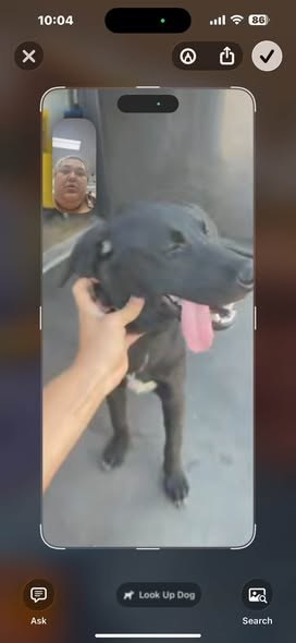 Found Dog — listing photo — additional photo 2