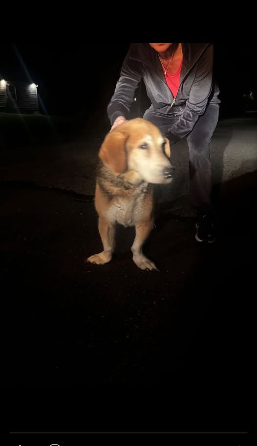 Found Pet — listing photo