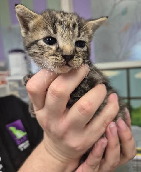 Found Cat in Houston, Texas — On Euthanasia list at BARC, Houston for Saturday, deadline at 1 pm🚨 Adorable little kittens 🍼🐱 ❤️…