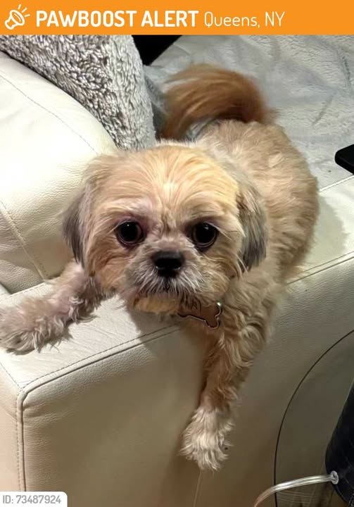 found dog in Queens, New York