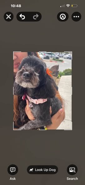 Found Dog — 47th east and S Palmdale This dog was found laying in the middle of the street dehydrated underweight that is — additional photo 2