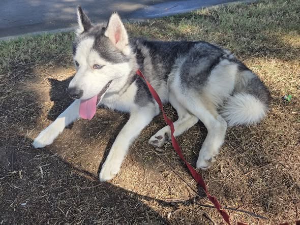 Found Dog — I found this husky at St Andrew's park by Manchester and western — additional photo 3