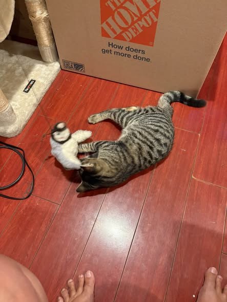 Found Cat — My friend thinks he is a kitten from a stray mama in the neighborhood