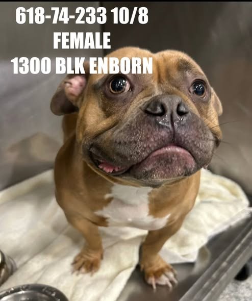 Found Pet in Joliet, Illinois — listing photo — additional photo 3