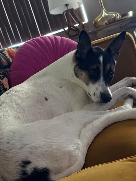lost dog in