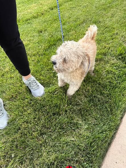 Found Dog — Relocated to CACC Found at 5100 s Lawndale — additional photo 4
