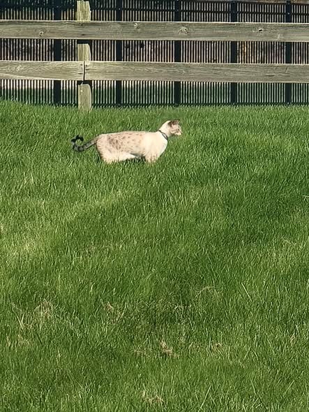 Lost Cat — Lake villa Ishnala country estates Is someone missing this cat or is this just an indoor/outdoor cat — additional photo 2