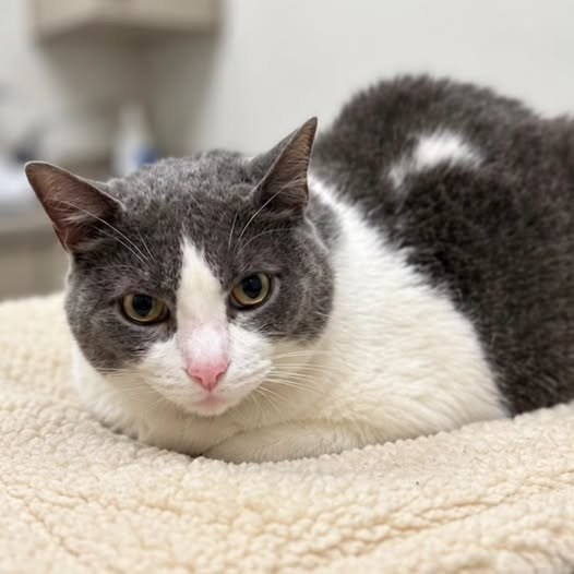 lost cat in
