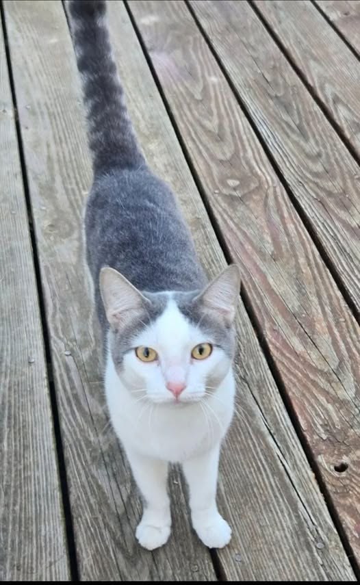 lost pet in