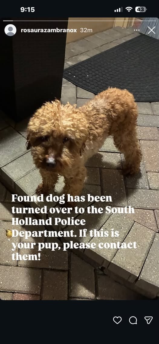 Found Dog — listing photo