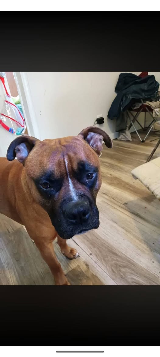 lost dog in