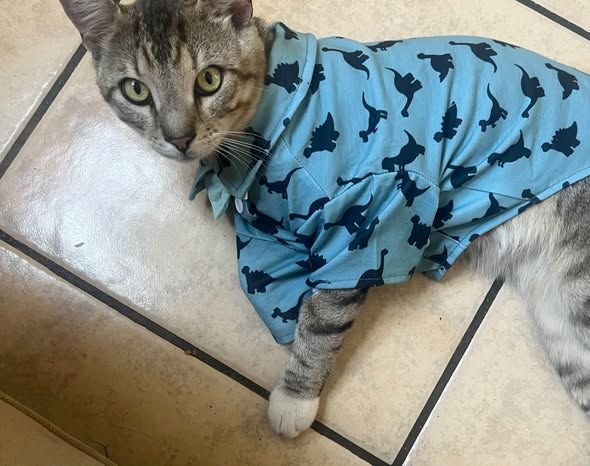Found Cat — I found rescue interest but he needs a foster Let me know if you can be Tigers Hero Tiger is already neutered — additional photo 3