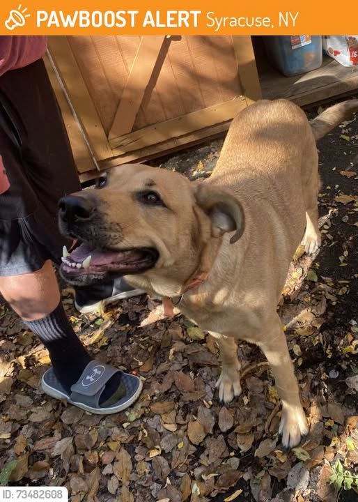 found dog in Syracuse, New York