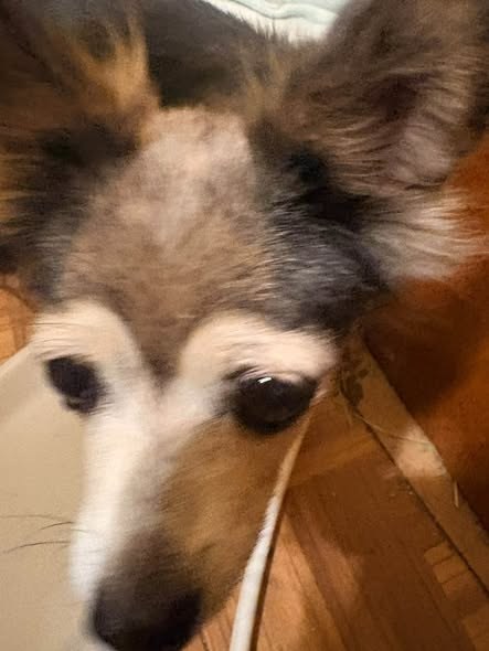 Found Pet — JUST FOUND ON 63av & BETHANY HOME RD — additional photo 3