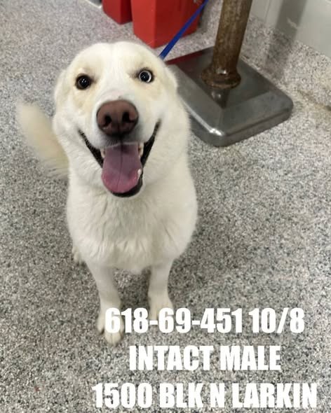 Found Pet in Joliet, Illinois — listing photo — additional photo 4
