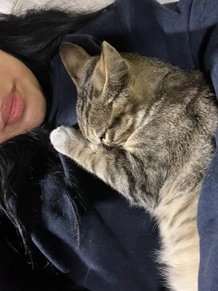 Found Cat — I found rescue interest but he needs a foster Let me know if you can be Tigers Hero Tiger is already neutered — additional photo 2