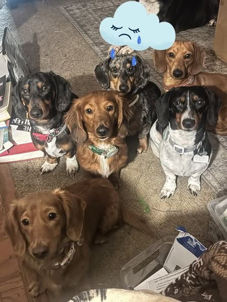 Lost Dog — listing photo