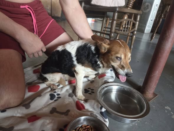 found dog in