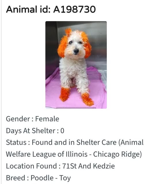 Found Dog in Chicago, Illinois — listing photo