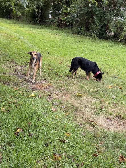 Pet alert in Houston, Texas — 911 EMERGENCY ASAP DOG NEEDS HELP DOG NEEDS HELP 911 EMERGENCY Houston Texas 77078 NEEDS RESCUE or… — additional photo 2