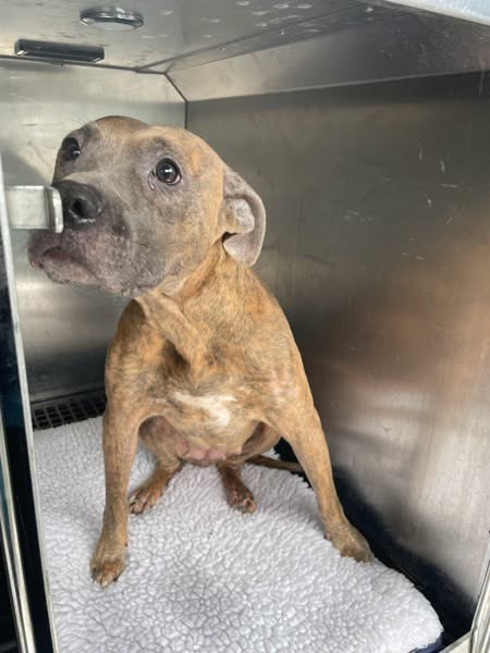 Found Dog — listing photo