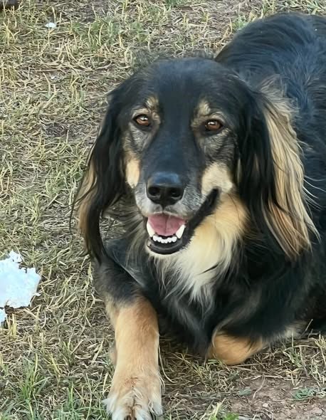 Lost Pet — listing photo — additional photo 2