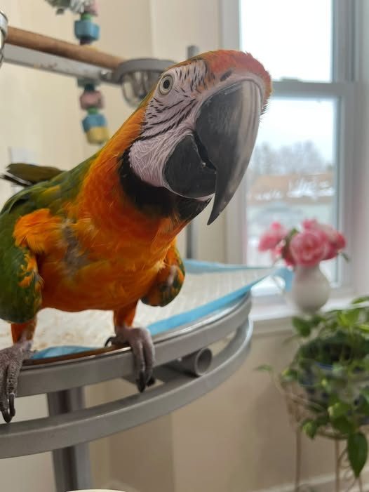 Lost Pet — listing photo