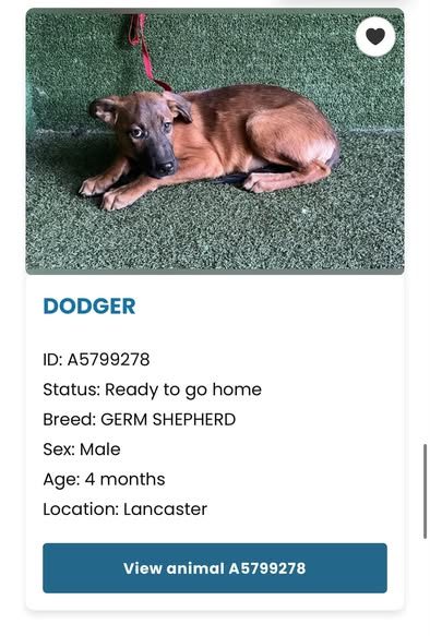 Pet alert in Lancaster, California — LANCASTER ANIMAL SHELTER 🚨 Somebody please give this sweet boy the forever home he deserves