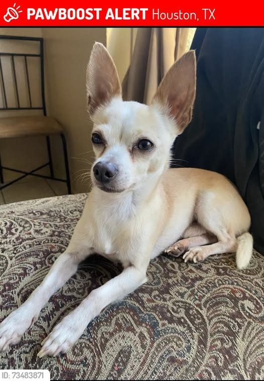 Lost Dog in Houston, Texas — Light tan blonde chihuahua male lost 77060 🚨 Olaf was LOST in Houston, TX 77060 near He was…