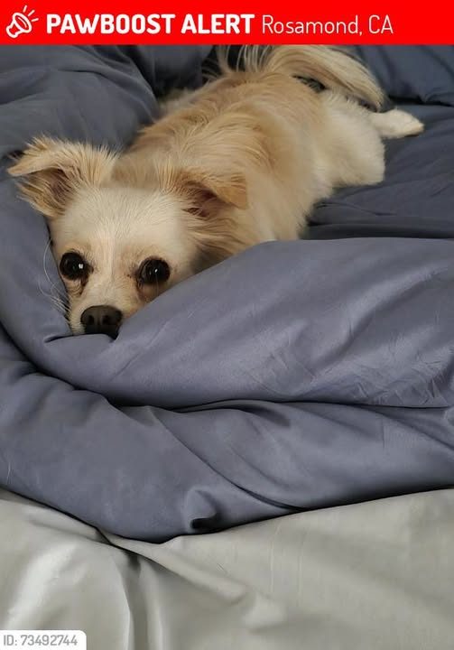 Lost Dog in Rosamond, California — Triscuit was LOST in Rosamond, CA 93560 near 60th and Rosamomd Blvd
