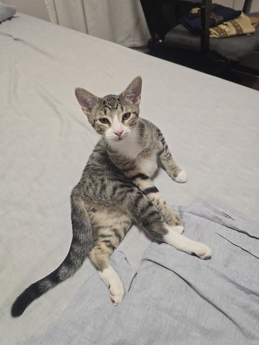 Lost Cat in Brooklyn, New York — I lost my cat this morning around 635 Linwood St, Brooklyn, NY 11208