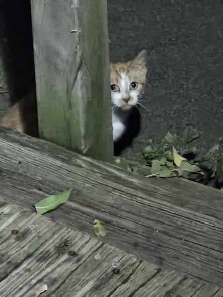 Found Cat — Anyone missing a kitten