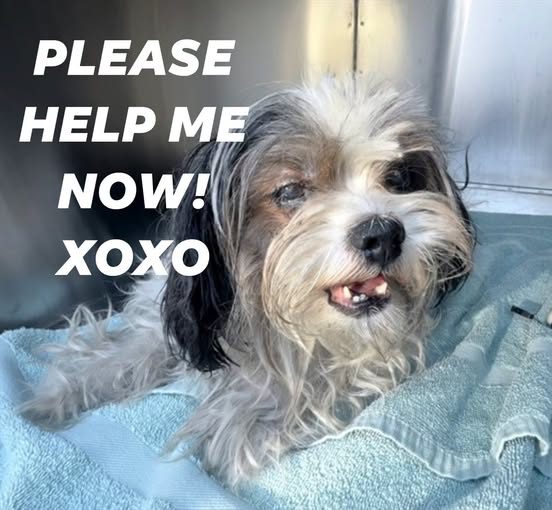 Found Pet in Phoenix, Arizona — Deadline To be Euthanized Rescue and Foster needed for some pets #A5172781 Description: I am a…