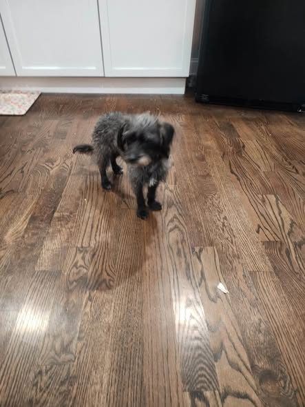 Found Dog in Pilsen, Illinois — I found this beautiful puppy in pilsen 18th St