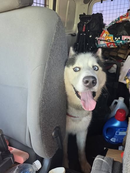 Found Dog — I found this husky at St Andrew's park by Manchester and western