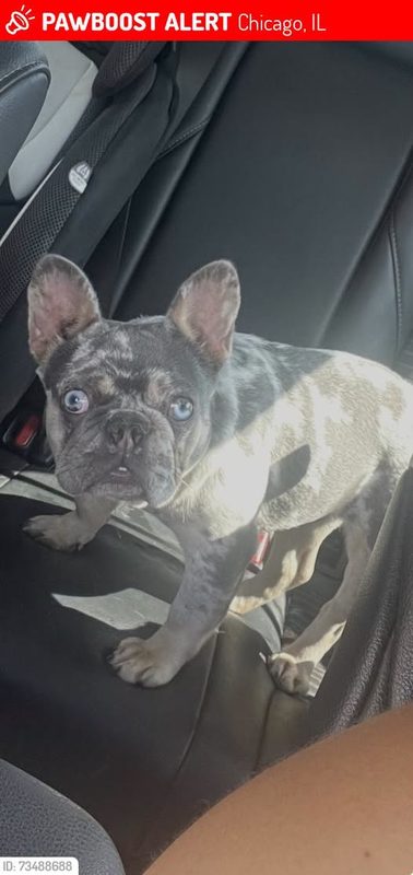 Lost Dog in Chicago, Illinois — Blue Ivy was LOST in Chicago, IL 60624 near Hamlin and Lake St Chicago IL, 60624