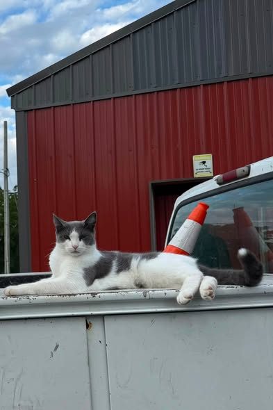 Lost Pet — One of our barn cats Cooper has been missing for about 4 days