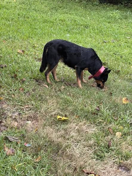 Pet alert in Houston, Texas — 911 EMERGENCY ASAP DOG NEEDS HELP DOG NEEDS HELP 911 EMERGENCY Houston Texas 77078 NEEDS RESCUE or…