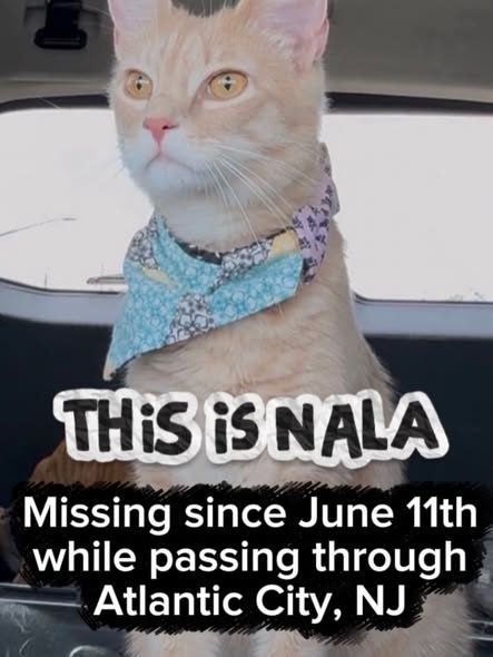Found Cat in Atlantic City, New Jersey — She could have been picked up thinking she was a stray or picked up by a jerk and…