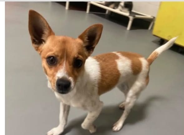 Lost Dog — Last seen at 20108 Nestor Ave