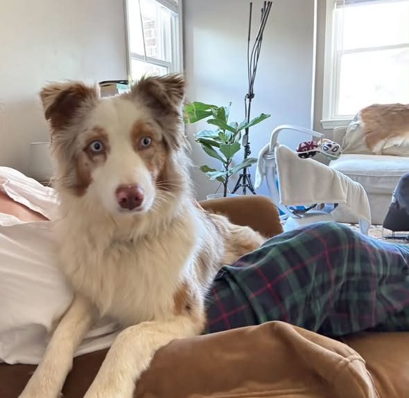 Lost Dog — listing photo