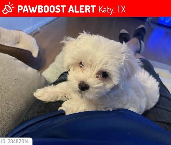 Lost Dog in Katy, Texas — Mis was LOST in Katy, TX 77449 near Briton springs